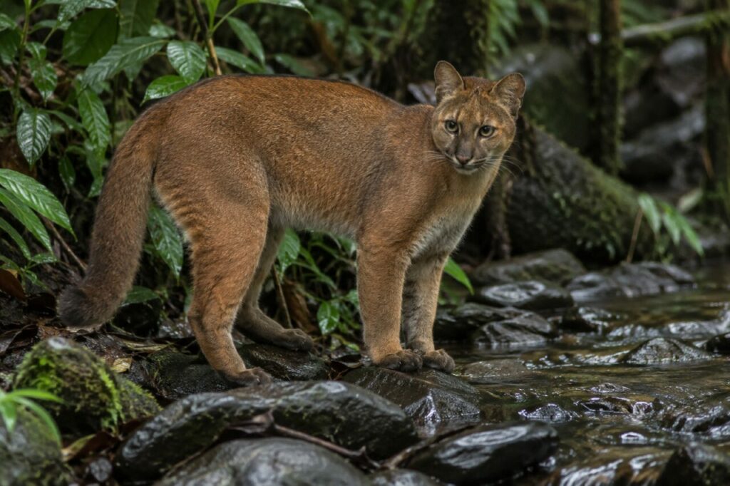 Pause du chat doré africain au bord d’un ruisseau forestier