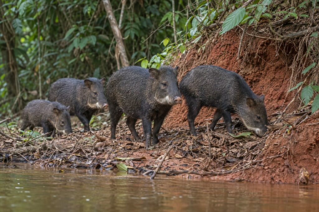 White-lipped peccary — a small herd beside a clay bank