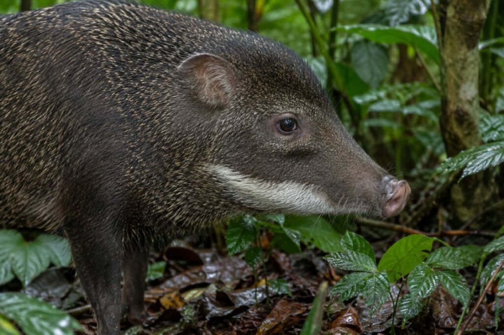 White-lipped peccary — close profile with a pale jaw stripe