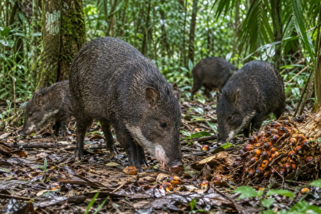 White-lipped peccary — foraging near fallen palm fruit