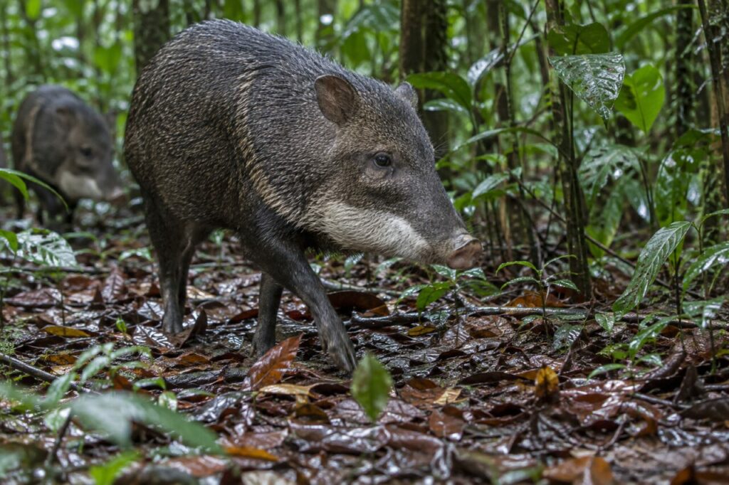 White-lipped peccary — moving through wet rainforest leaves