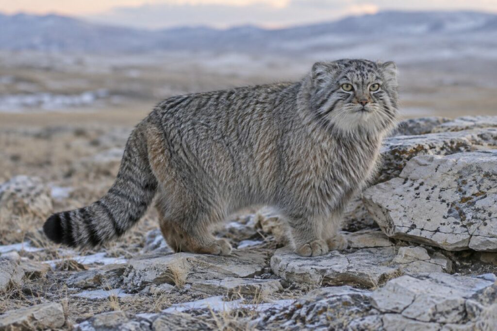 Pente rocheuse de steppe autour d’un chat de Pallas au pelage dense