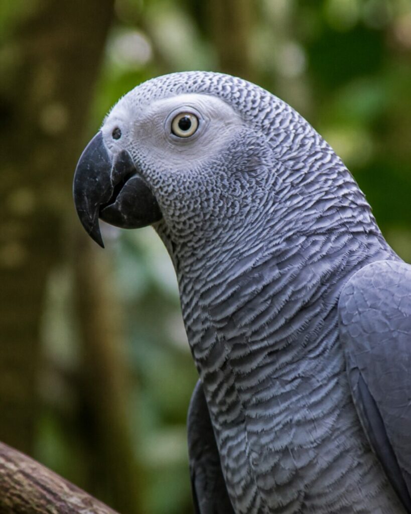 Pappagallo cenerino africano — Becco nero sotto il volto pallido