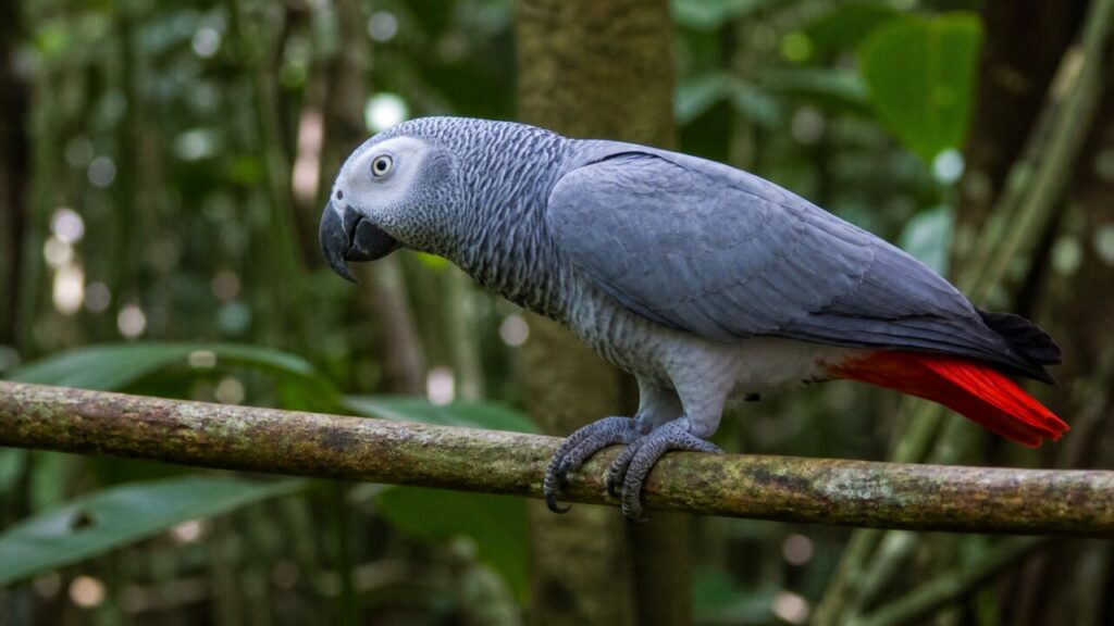 Pappagallo cenerino africano — Pappagallo grigio sul legno scuro