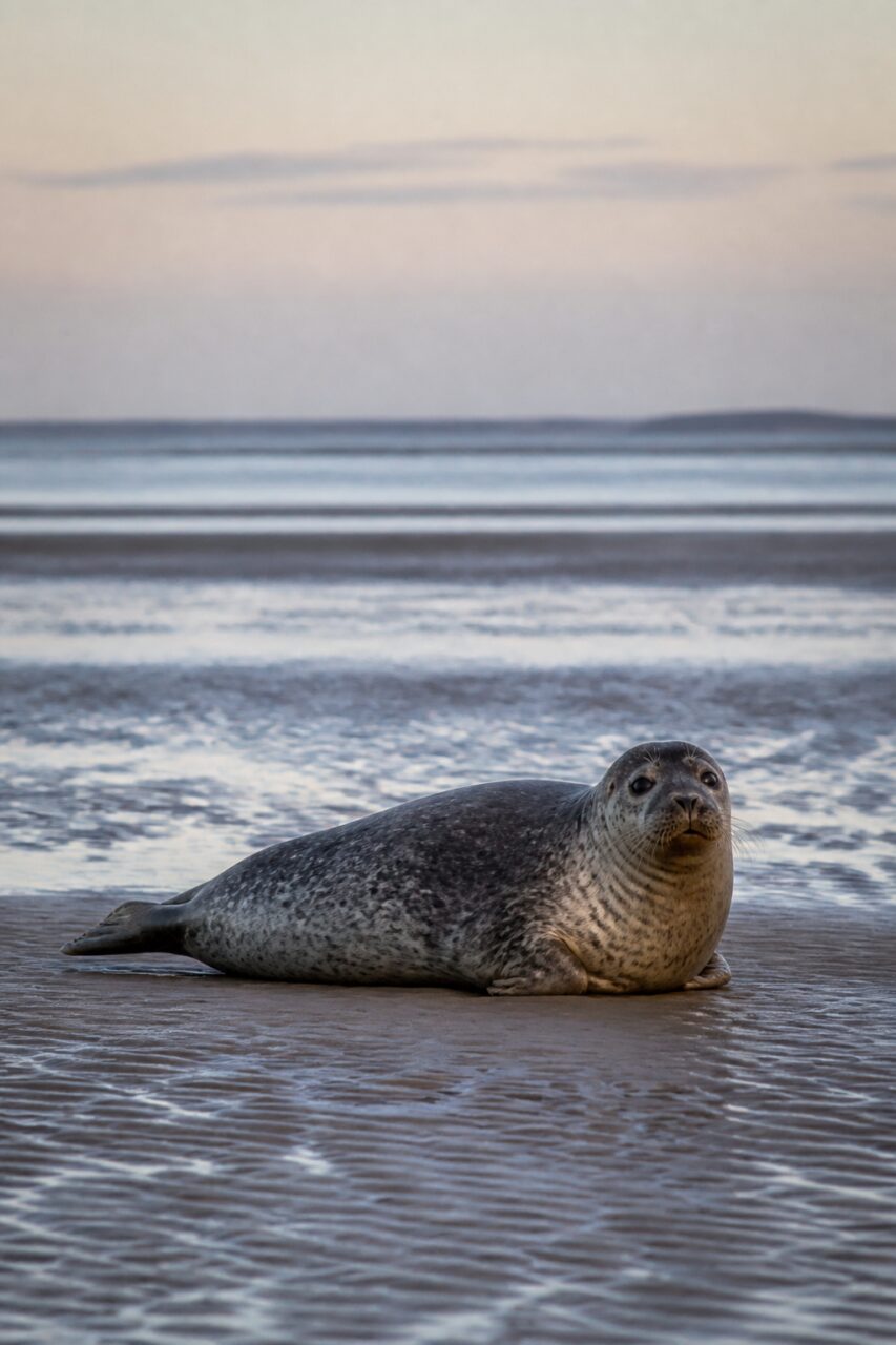 Phoque commun reposant sur un banc de sable humide du littoral des Wadden