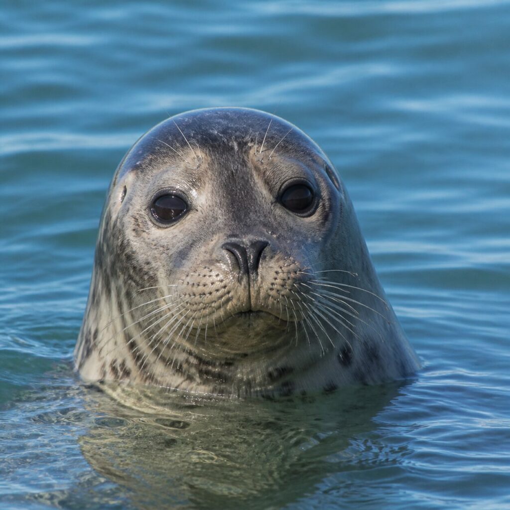 Foca comune rivolta verso l’obiettivo