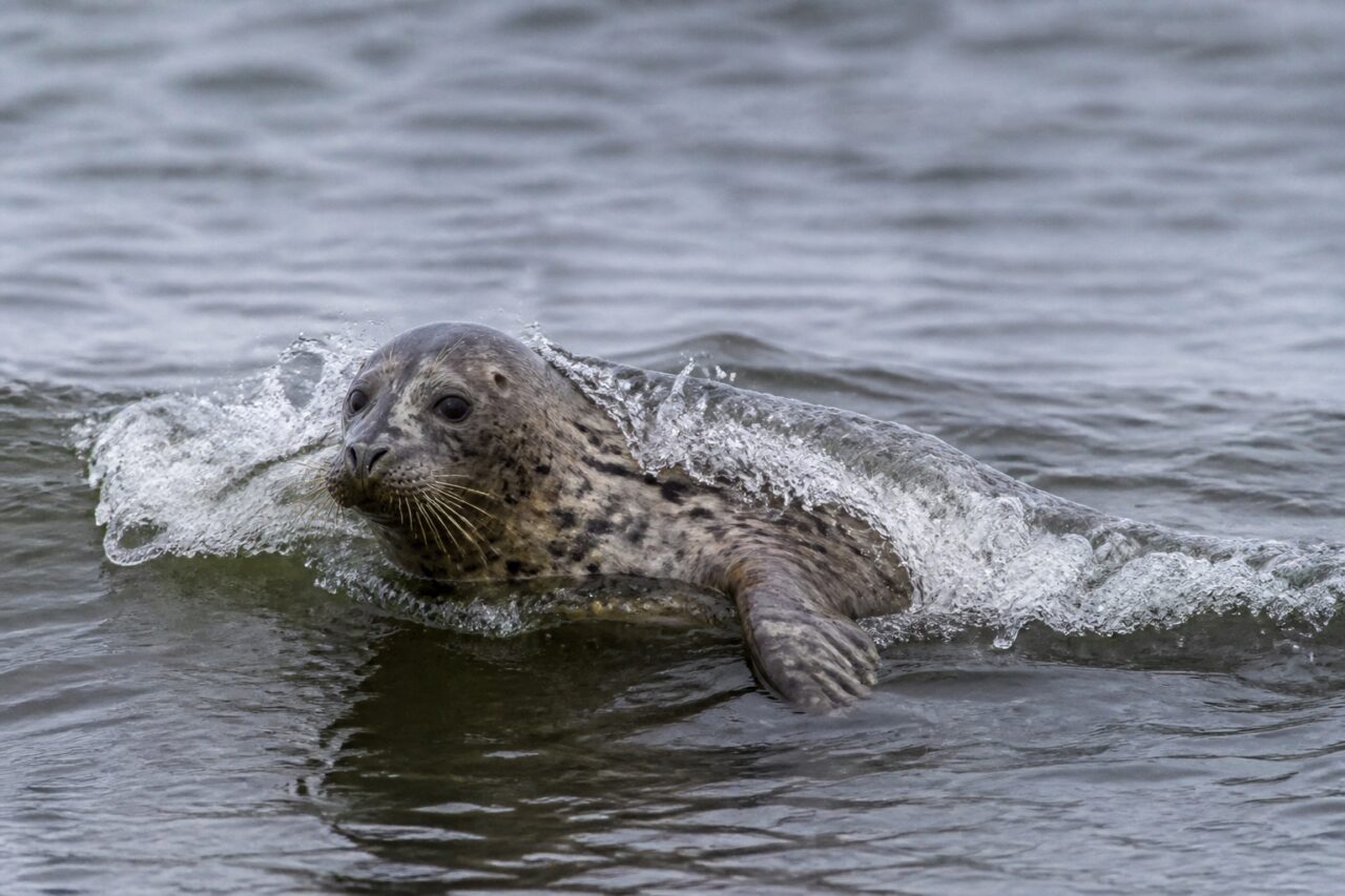 Phoque commun franchissant une petite vague dans les eaux grises de la mer du Nord