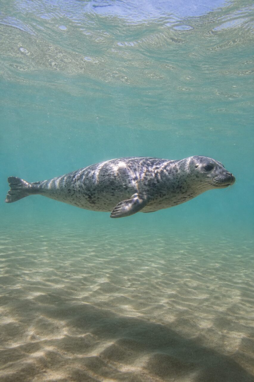 Phoque commun nageant sous la surface claire des eaux côtières de la mer du Nord