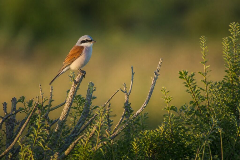 Pie-grièche écorcheur perchée sur un rameau mort dans la lumière du soir