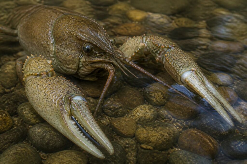 Pinces d’écrevisse à pattes blanches en eau peu profonde