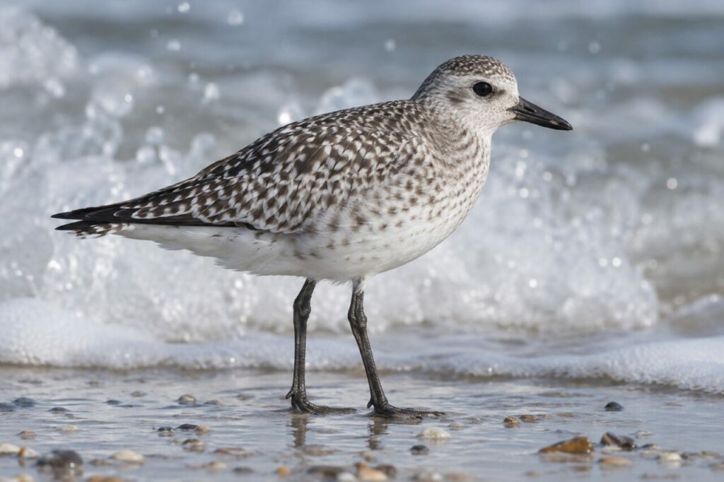 Kiebitzregenpfeifer an der Atlantikküste — close profile on wet sand