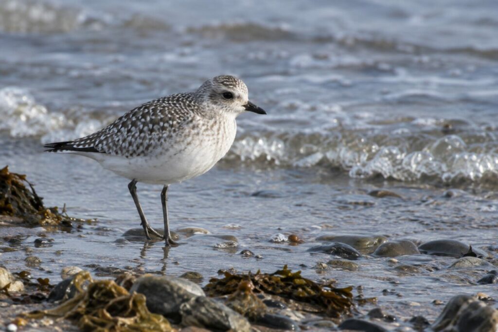 Kiebitzregenpfeifer an der Atlantikküste — in winter plumage beside shallow waves