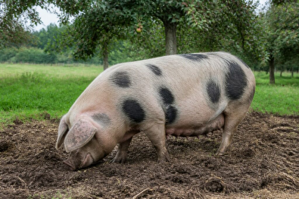 Porc Gloucestershire Old Spots adulte dans le Gloucestershire, Angleterre