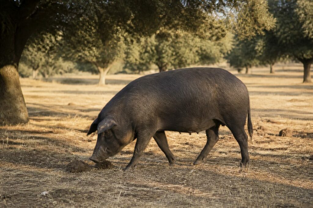 Porc ibérique adulte dans une dehesa de la province de Badajoz, Espagne