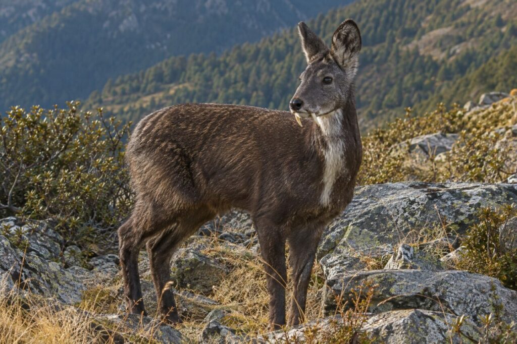 Entre les blocs de granite, un porte-musc de Sibérie se tient sur le versant boisé