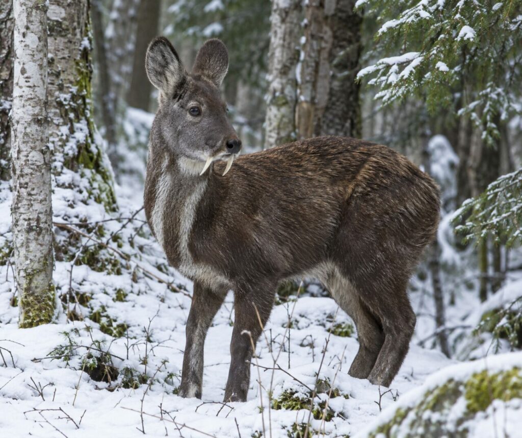 Dans la neige, un porte-musc de Sibérie se tient entre bouleaux et épicéas