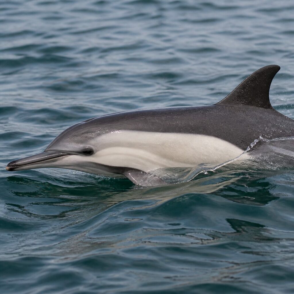 Portrait rapproché d’un dauphin commun à la surface de l’Atlantique européen