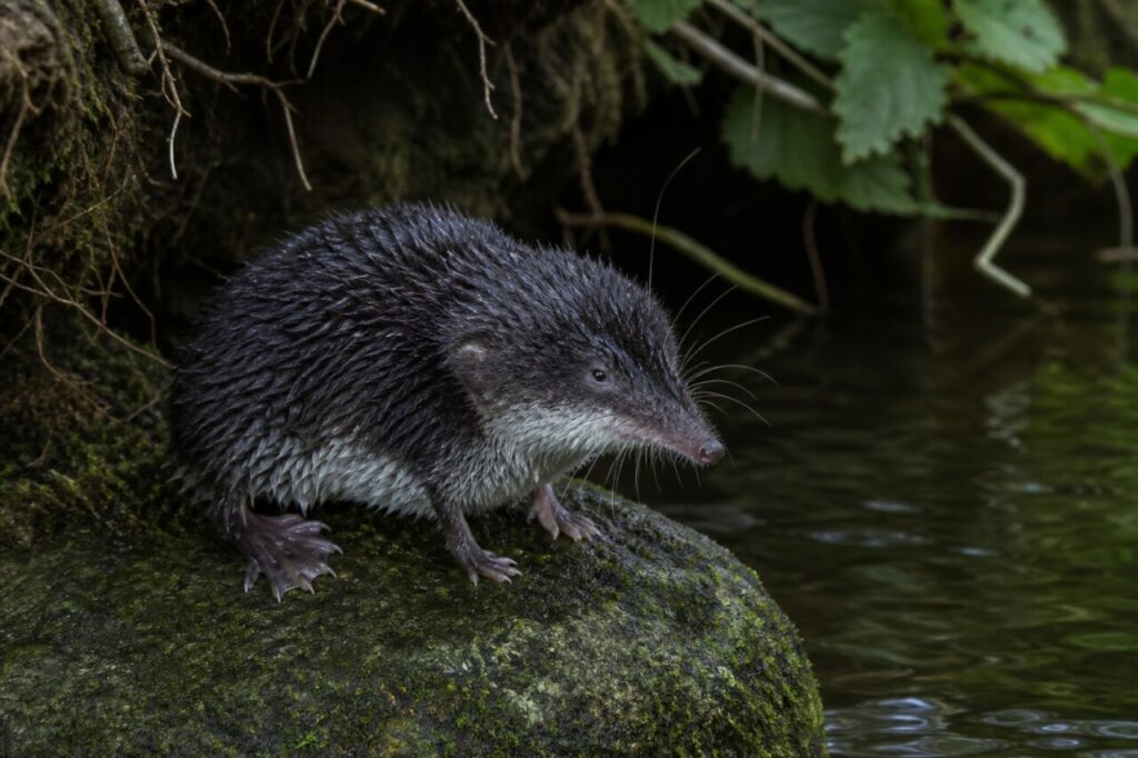 Portrait de musaraigne aquatique Neomys fodiens seule sur une pierre moussue sous les aulnes
