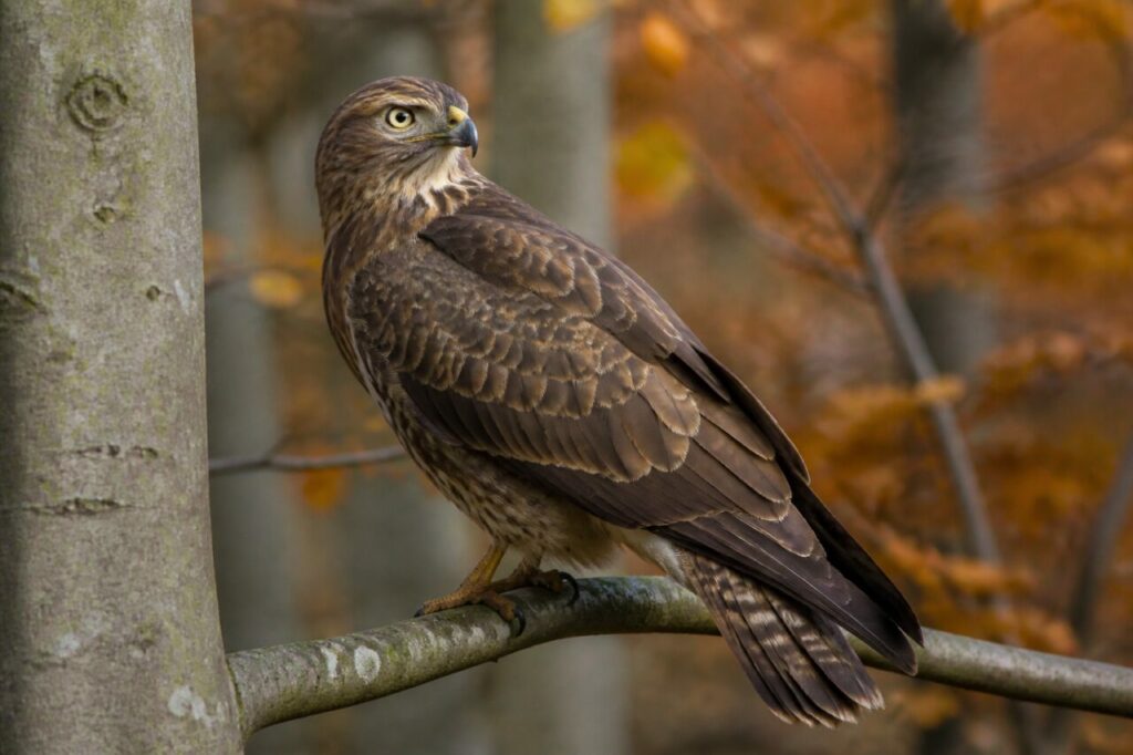 Portrait naturaliste d’une bondrée apivore européenne dans une hêtraie d’automne