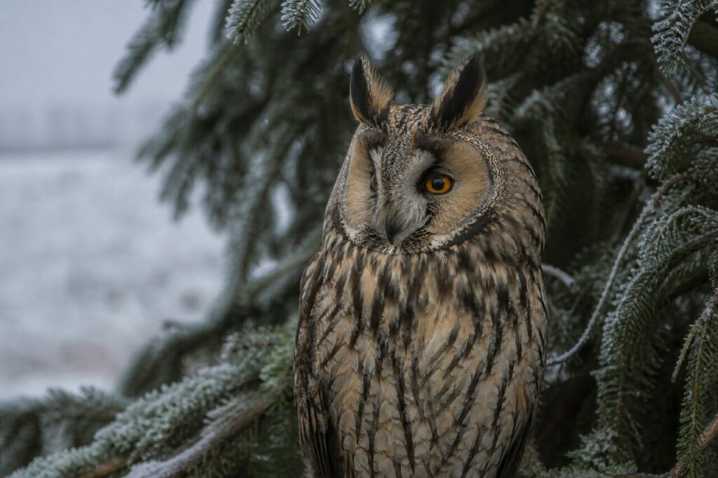 Portrait naturaliste du hibou moyen-duc européen dans un épicéa givré