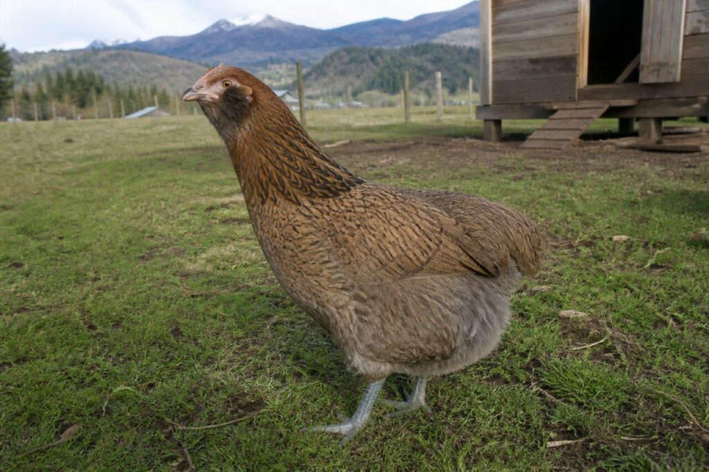 Poule Araucana adulte dans une ferme de l’Araucanie, Chili