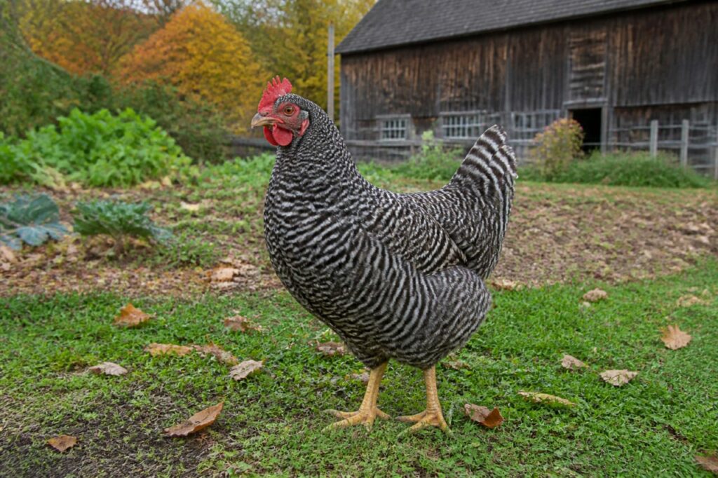 Poule Plymouth Rock barrée adulte dans une ferme de Nouvelle-Angleterre, États-Unis