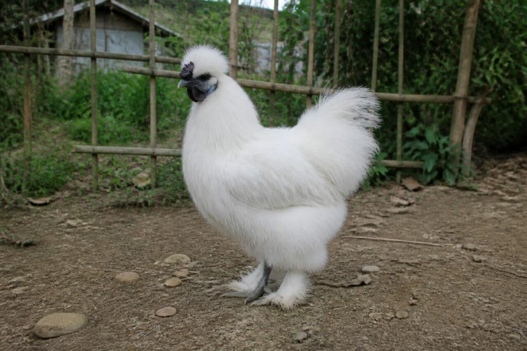 Poule Soie adulte dans une basse-cour du Jiangxi, Chine