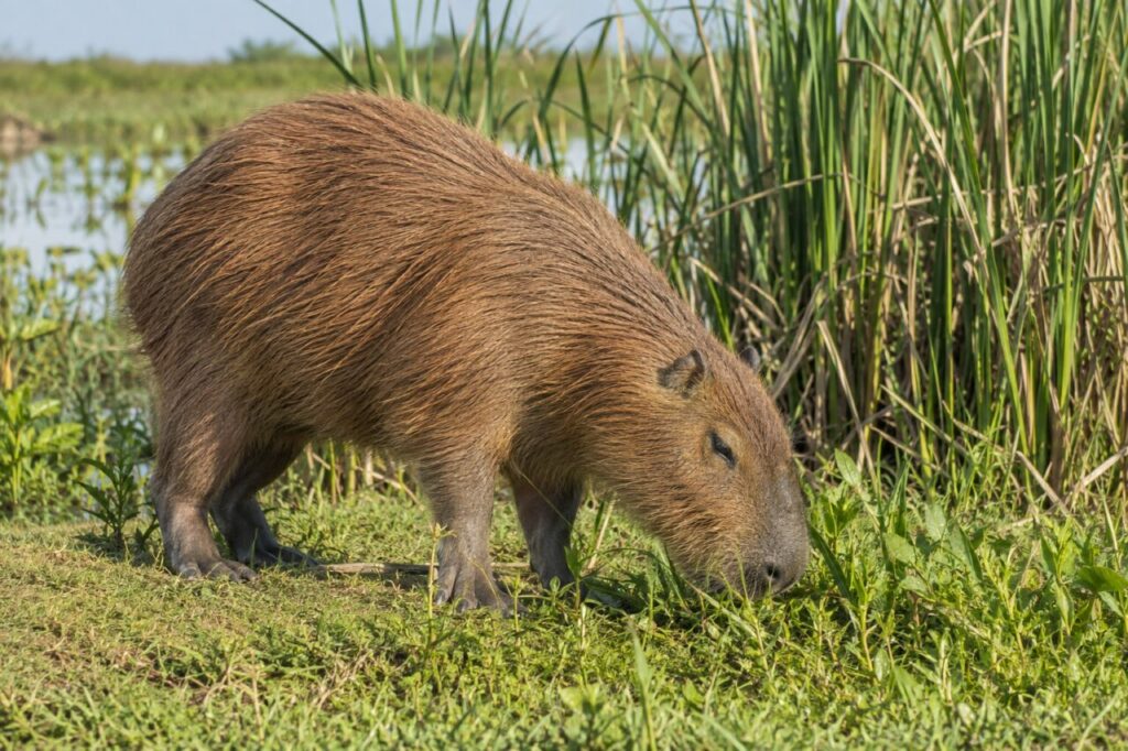 Près des roseaux — capybara (Hydrochoerus hydrochaeris) en train de brouter au bord d’une plaine inondable