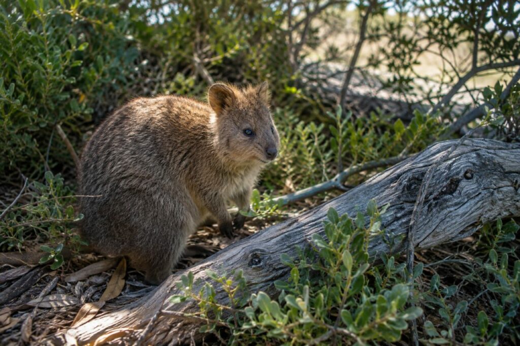 Près d’une branche tombée, quokka brun dans le maquis côtier (Setonix brachyurus)
