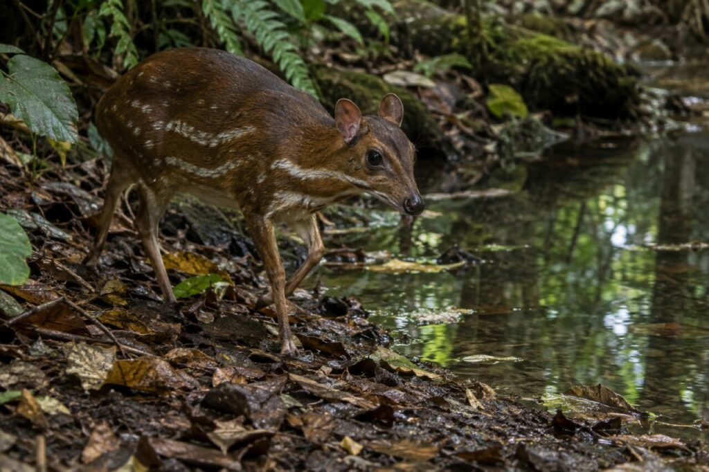 Près de la mare forestière, chevrotain aquatique sur la litière