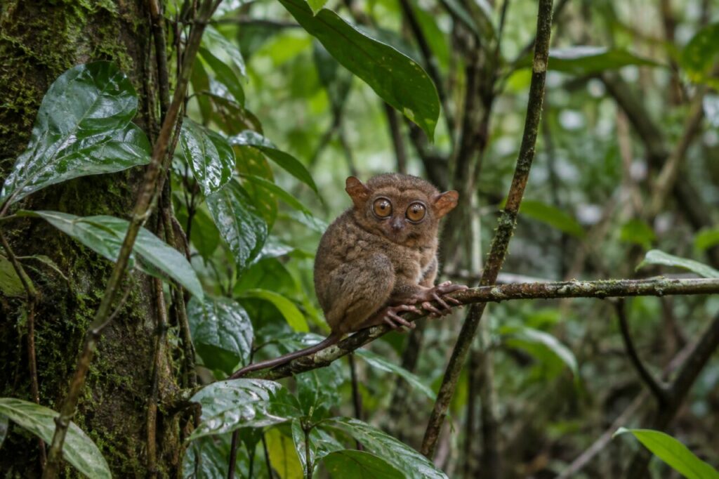 Près des fougères pâles, tarsier des Philippines sur une branche moussue (Carlito syrichta)