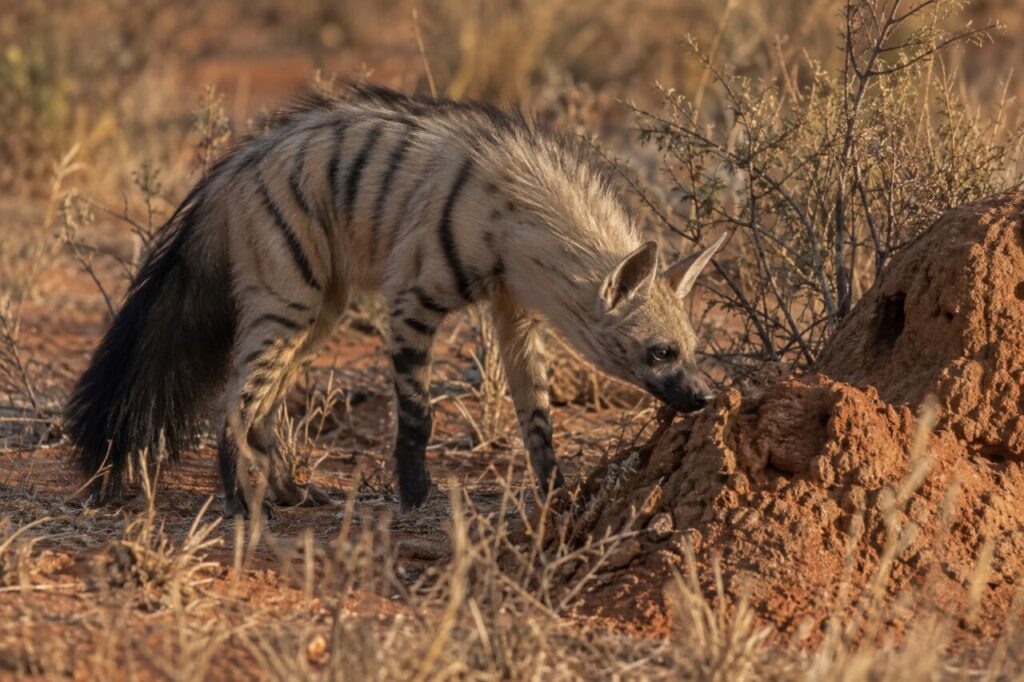 Près d’une termitière, protèle africain flairant le sol rouge (Proteles cristata)