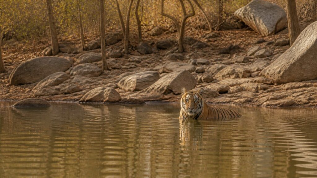 Presenza striata sotto le rocce — Tigre