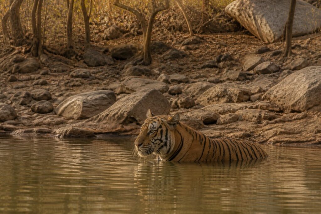 Profilo immerso accanto alla riva — Tigre
