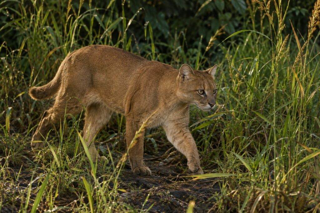 Progression du chat doré africain dans les herbes hautes du sous-bois