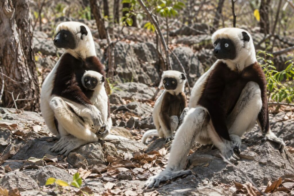 Sifaka de Verreaux — a family on a rocky forest floor
