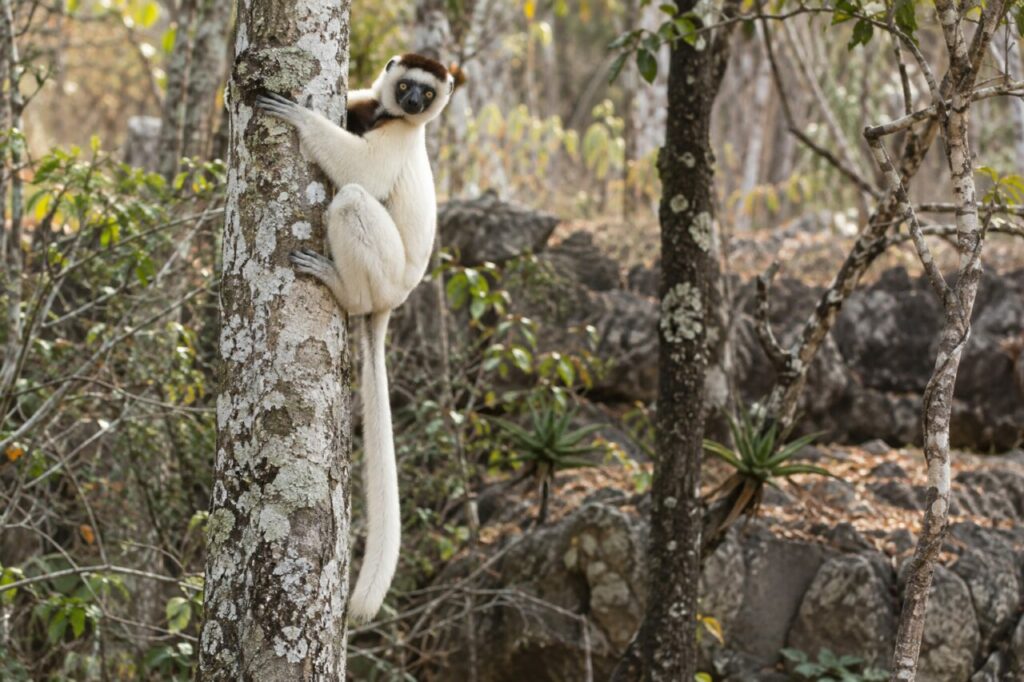 Sifaka de Verreaux — clinging to a pale tree trunk