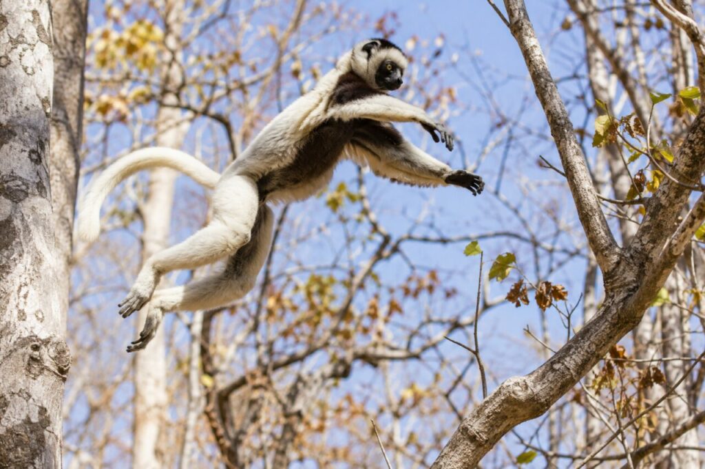 Sifaka de Verreaux — leaping between dry forest branches