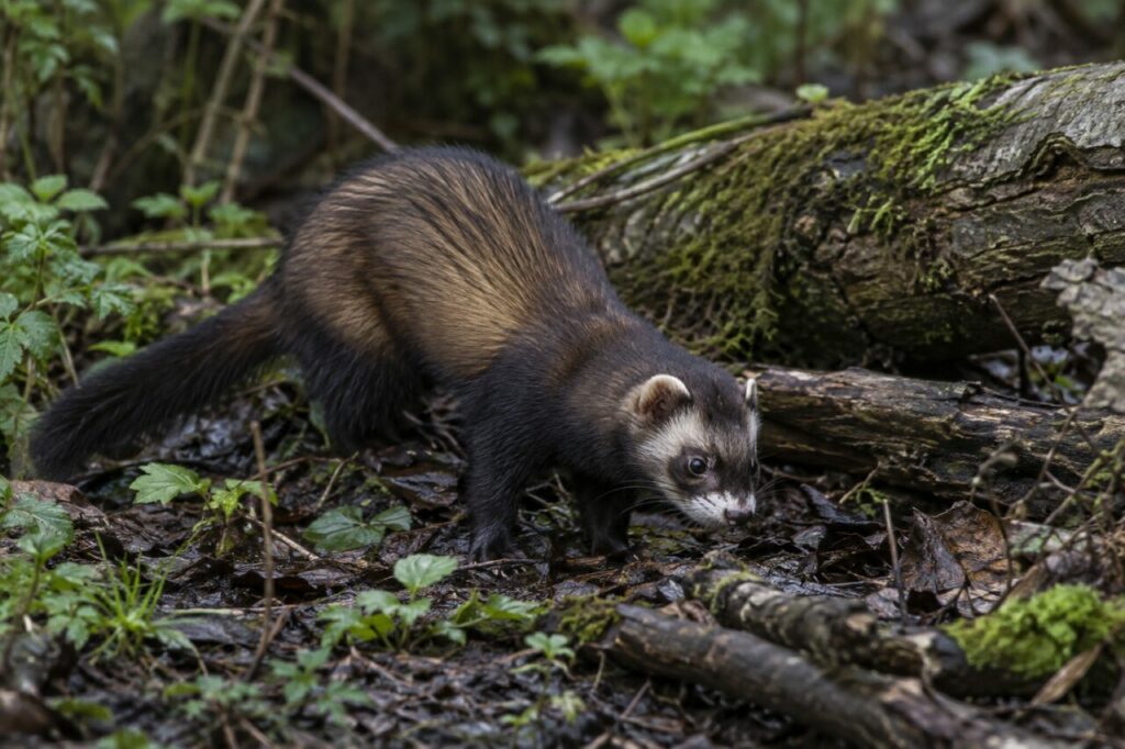 European polecat — foraging beside fallen branches
