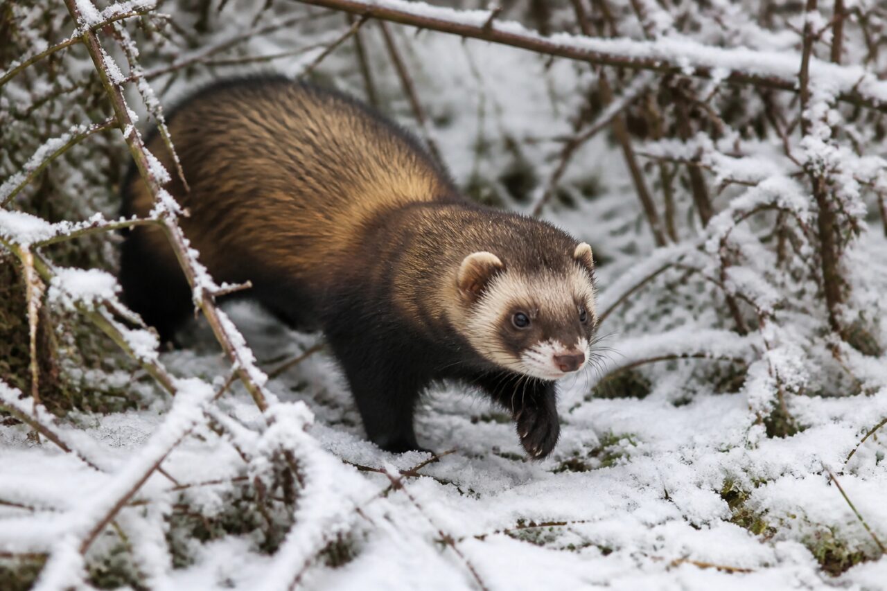 Puzzola europea che avanza in una siepe innevata