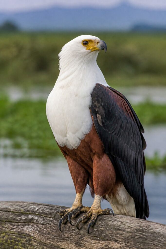 Aquila pescatrice africana — Artigli saldi sul legno