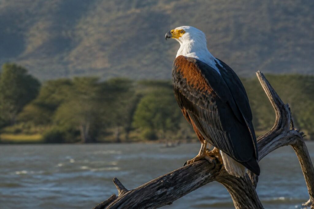 Aquila pescatrice africana — Posata sul ramo morto
