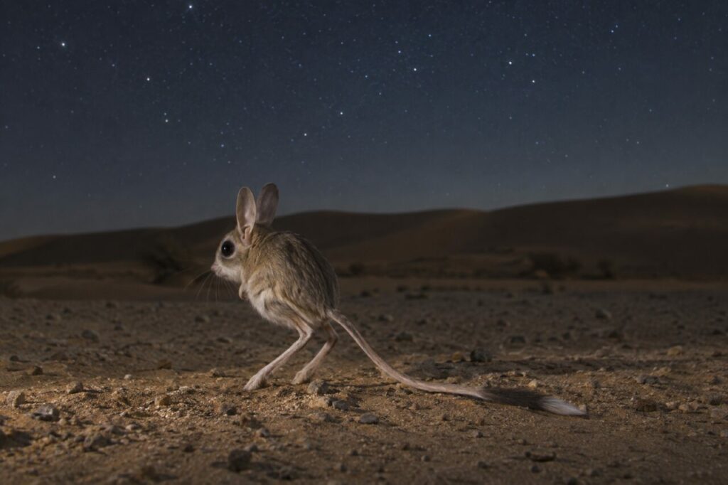 Sous une voûte étoilée, gerboise égyptienne sur le reg nocturne (Jaculus jaculus)