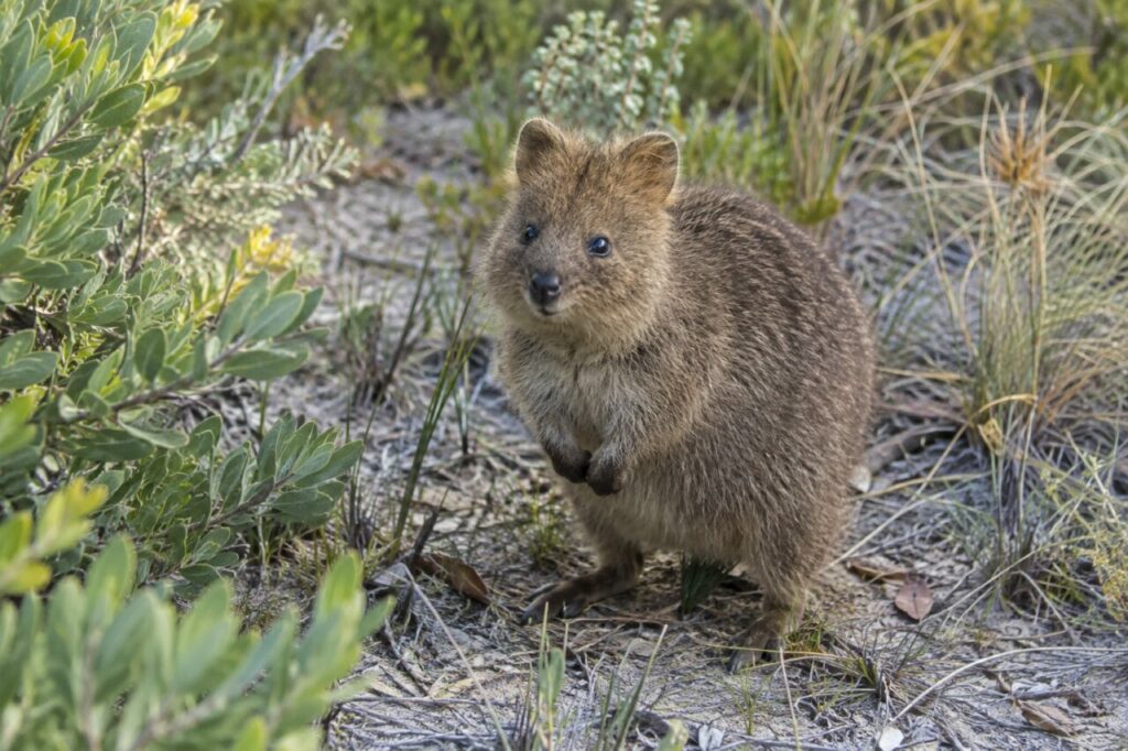 Quokka brun dans les arbustes côtiers sur un sol sableux (Setonix brachyurus)