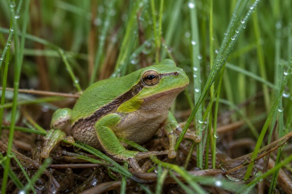 Raganella europea tra l’erba bagnata del prato umido
