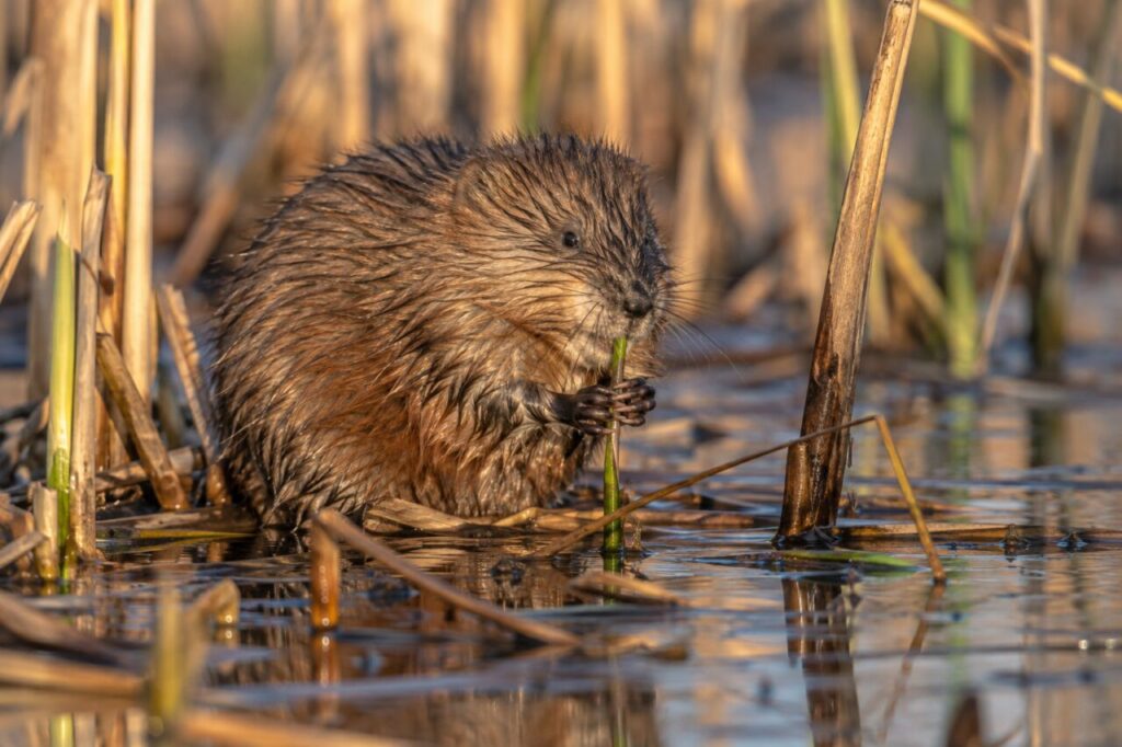 Rat musqué des marais nord-américains — close profile in warm wetland light