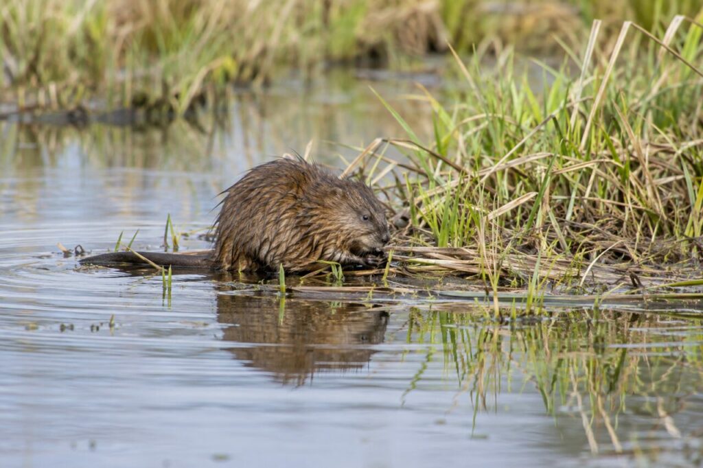 Rat musqué des marais nord-américains — foraging along a quiet channel