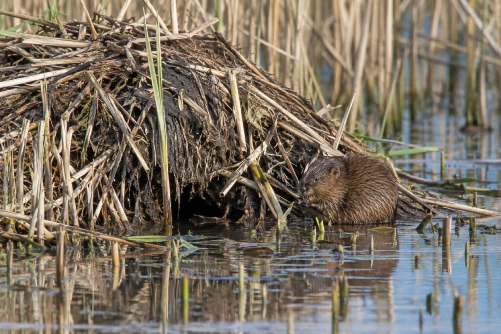 Rat musqué des marais nord-américains — near a small reed-built lodge