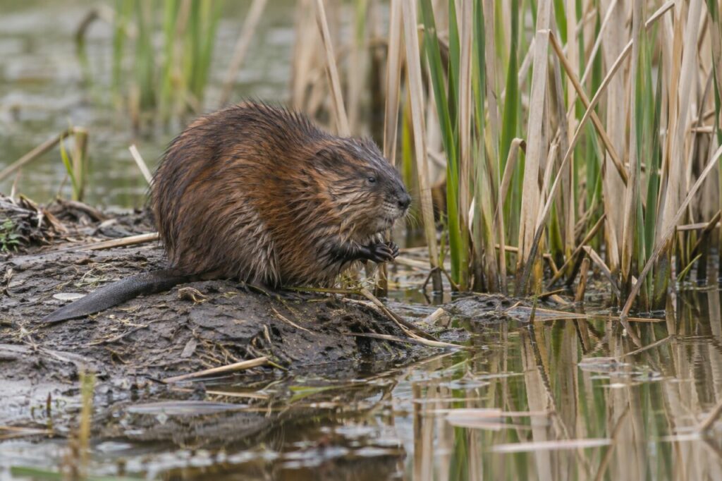 Rat musqué des marais nord-américains — on a muddy bank beside cattails