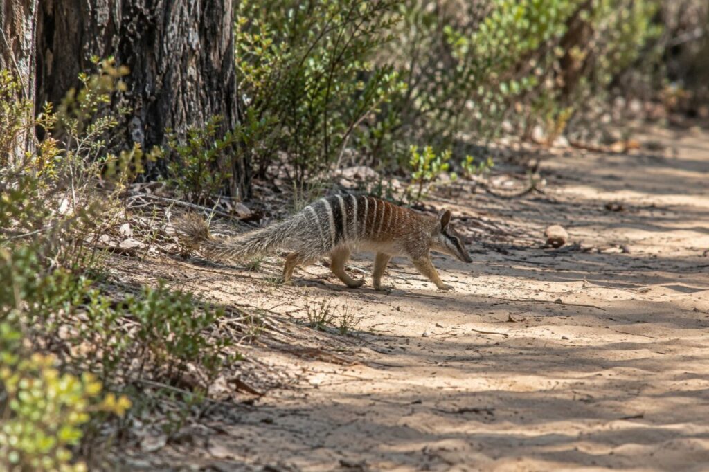 Rayures claires sur la piste sablonneuse du numbat en forêt de jarrah